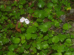 Jovellana repens