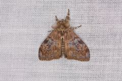 Orgyia papuana