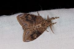 Orgyia papuana
