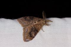 Orgyia papuana