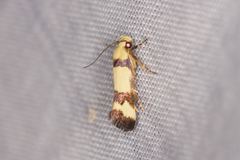 Decatopseustis cataphanes