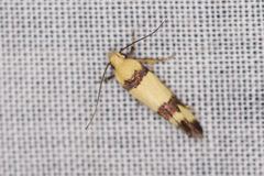 Decatopseustis cataphanes