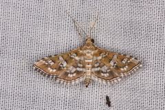 Sameodes iolealis
