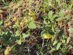 Hermannia althaeoides