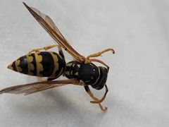 Polistes dominula