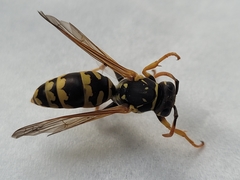 Polistes dominula