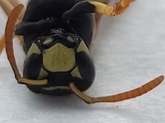 Polistes dominula