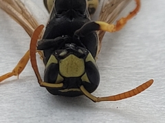 Polistes dominula