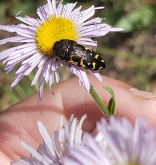 Acmaeodera pulchella
