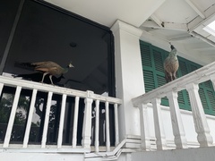 Pavo cristatus × muticus