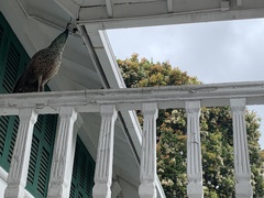 Pavo cristatus × muticus