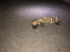 Heloderma suspectum suspectum