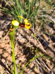 Diuris palustris