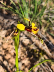 Diuris palustris