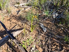 Diuris palustris