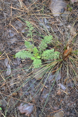 Achillea nobilis