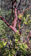 Arctostaphylos pallida