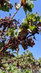 Arctostaphylos pallida