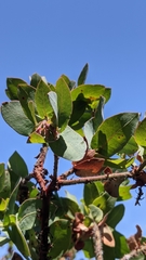 Arctostaphylos pallida