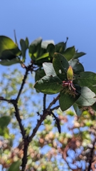 Arctostaphylos pallida