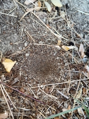 Myrmeleon formicarius