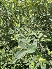 Salix kochiana