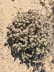 Drosanthemum luederitzii