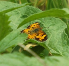Phyciodes cocyta incognitus