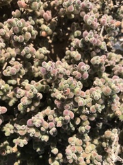 Drosanthemum luederitzii