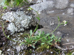 Draba siliquosa