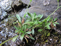 Draba siliquosa