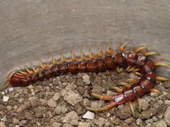 Cormocephalus rubriceps