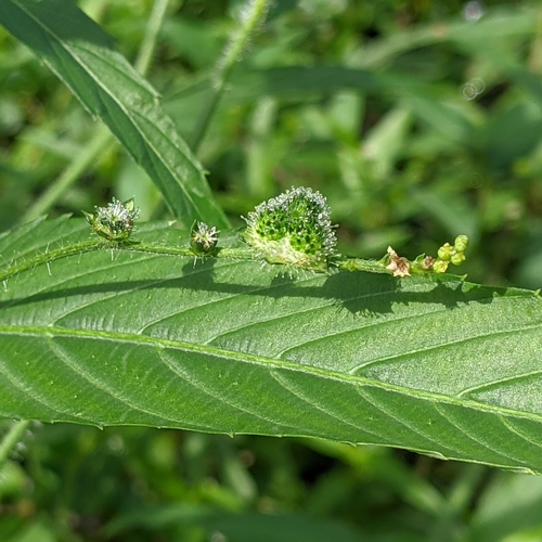 Image of Caperonia palustris by no rights reserved