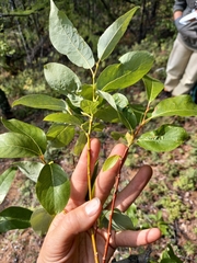 Salix taraikensis
