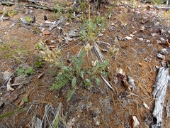 Oxytropis scheludjakovae