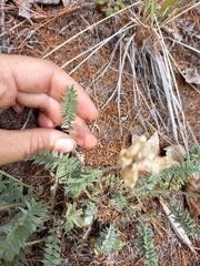 Oxytropis scheludjakovae