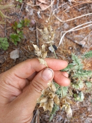 Oxytropis scheludjakovae