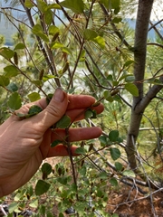 Betula fruticosa