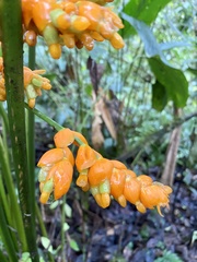 Stromanthe stromanthoides