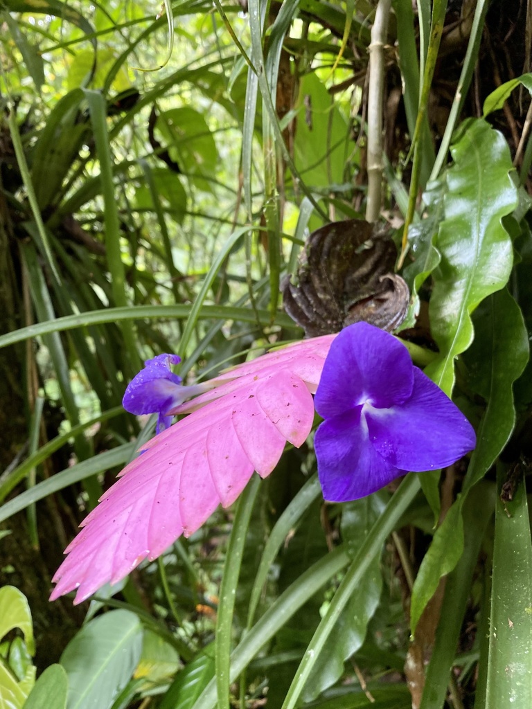 Wallisia cyanea, Ecuador