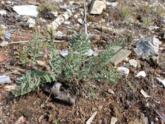 Oxytropis scheludjakovae