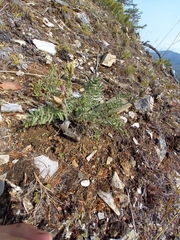 Oxytropis scheludjakovae