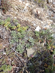 Eritrichium sericeum