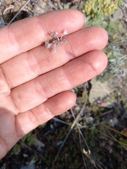 Eritrichium sericeum