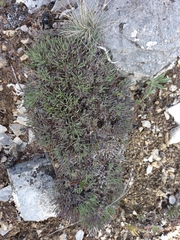 Gypsophila sambukii