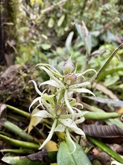 Prosthechea chimborazoensis