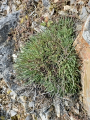 Gypsophila sambukii
