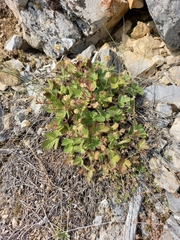 Potentilla asperrima