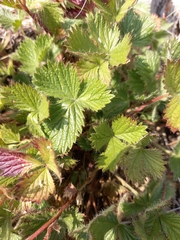 Potentilla asperrima