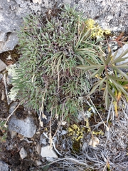 Gypsophila sambukii